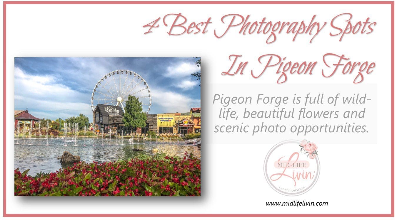 Pigeon Forge is full of wildlife, beautiful flowers and scenic photo opportunities.