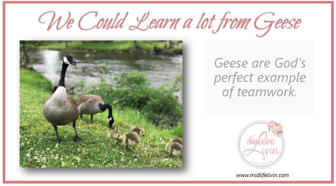 We could learn a lot from geese.