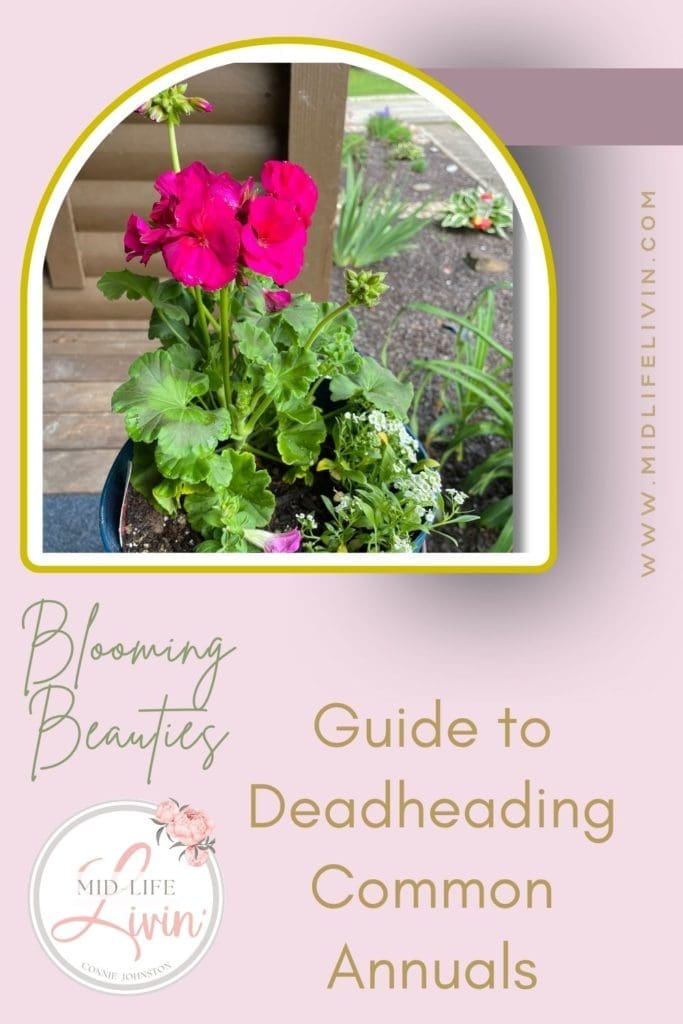 Guide to Deadheading Common Annuals Pinterest
