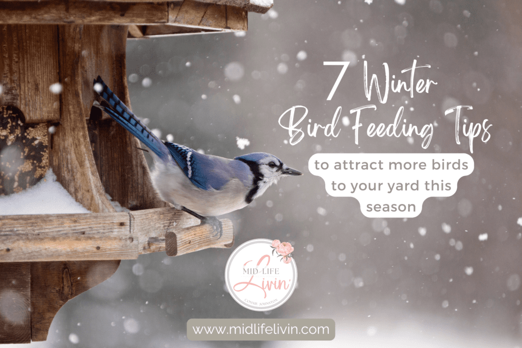 7 Winter Bird Feeding Tips blog cover
