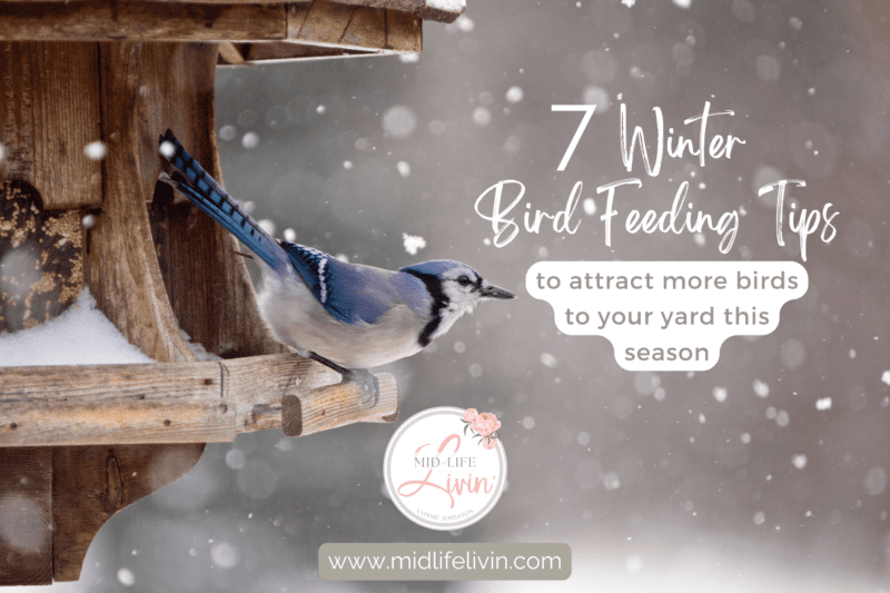 7 Winter Bird Feeding Tips blog cover