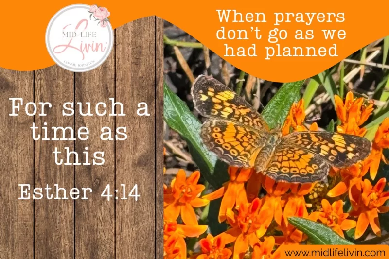 Trusting God's Timing when Prayers Don't Go as Planned